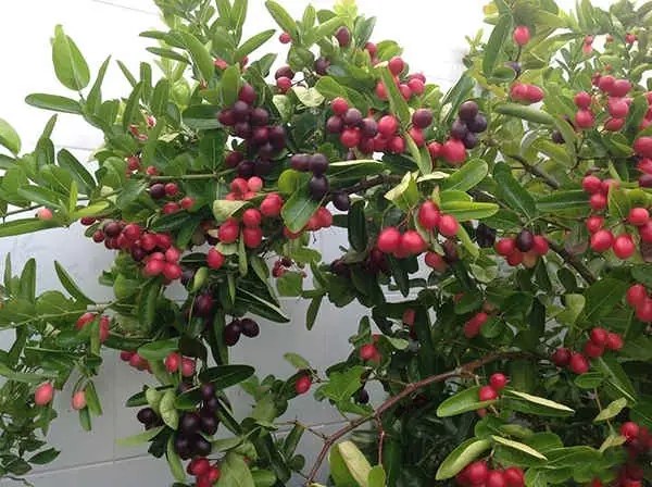 Cách Nấu Siro Từ Trái Siro Thơm Ngon Đơn Giản Tại Nhà