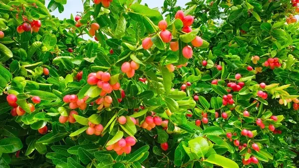 Cách Nấu Siro Từ Trái Siro Thơm Ngon Đơn Giản Tại Nhà