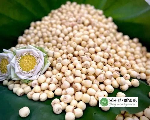 Cách Nấu Sữa Bắp Hạt Sen: Bí Quyết Thơm Ngon Bổ Dưỡng Tại Nhà