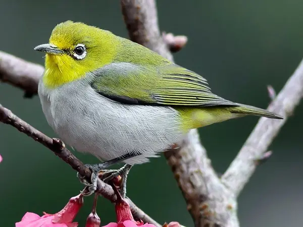 Cách Nấu Sữa Đậu Nành Vành Khuyên Thơm Ngon Chuẩn Vị Tại Nhà Cách Nấu Sữa Đậu Nành Vành Khuyên Thơm Ngon Chuẩn Vị Tại Nhà