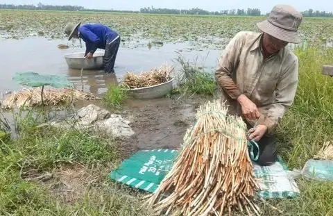 Cách Nấu Sườn Mềm Ngon Tan Chảy Đậm Vị: Hướng Dẫn Chi Tiết Cách Nấu Sườn Mềm Ngon Tan Chảy Đậm Vị: Hướng Dẫn Chi Tiết