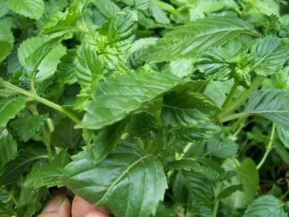 Cách Nấu Sương Sáo Đài Loan Thơm Ngon, Đơn Giản Tại Nhà