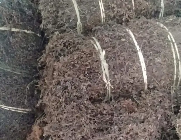 cách nấu sương sáo từ lá khô