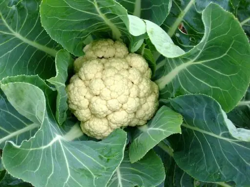 Cách Nấu Súp Lơ Trắng Đậm Đà Hương Vị, Đơn Giản Tại Nhà