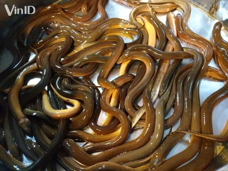 cách nấu súp lươn nghệ an