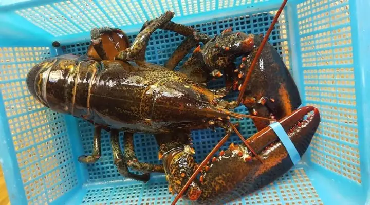 Hướng Dẫn Chi Tiết Cách Nấu Súp Tôm Hùm Ngon Chuẩn Vị Hướng Dẫn Chi Tiết Cách Nấu Súp Tôm Hùm Ngon Chuẩn Vị