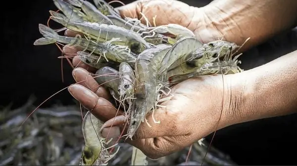 Cách Nấu Súp Tôm Trứng Gà Thơm Ngon, Bổ Dưỡng Cho Gia Đình