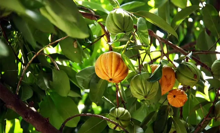 Cách Nấu Tai Chua Khô Ngon Đậm Đà, Chuẩn Vị Gia Đình