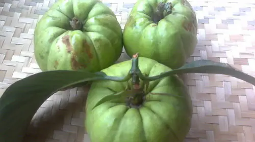 Cách Nấu Tai Chua Khô Ngon Đậm Đà, Chuẩn Vị Gia Đình