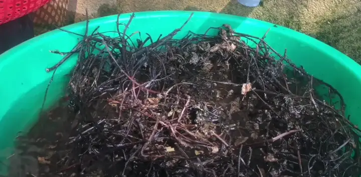 cách nấu thạch đen cao bằng