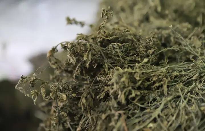 cách nấu thạch đen cao bằng