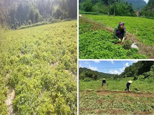 Hướng Dẫn Chi Tiết: Cách Nấu Thạch Đen Từ Cây Thạch Tại Nhà