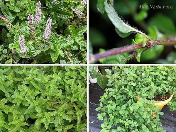 Nấu Thạch Đen Từ Lá: Hướng Dẫn Chi Tiết Nấu Thạch Đen Từ Lá: Hướng Dẫn Chi Tiết