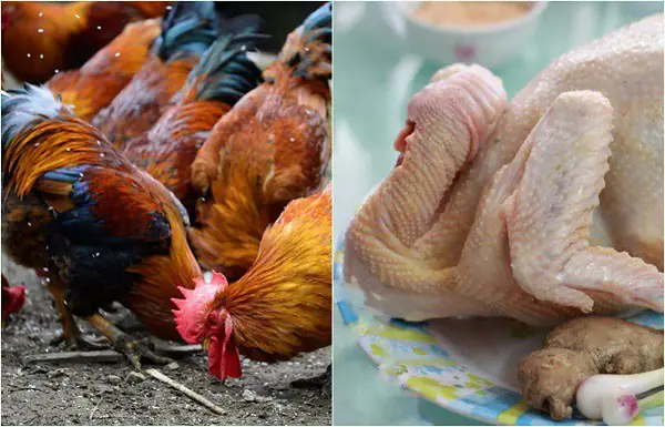 cách nấu thịt đông gà và lợn