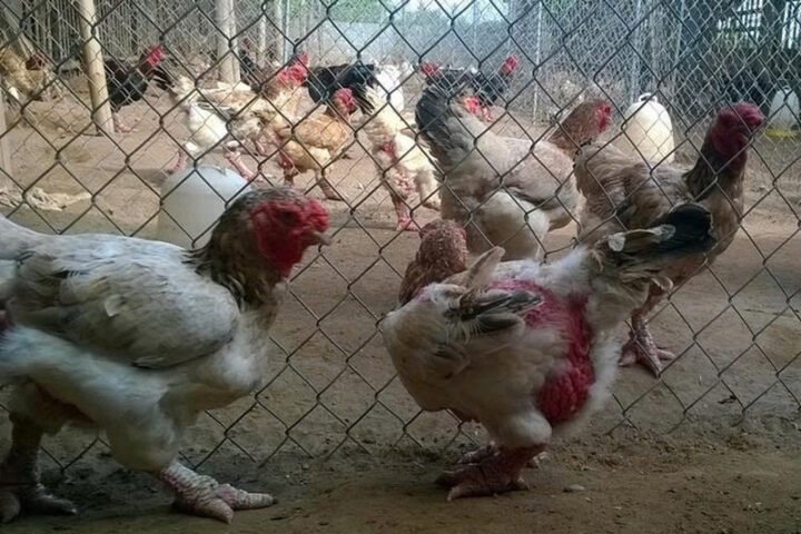 Cách nấu thịt gà già nhanh mềm với một con gà mái già luộc nguyên con