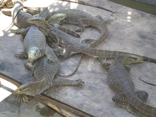 cách nấu thịt kỳ đà om chuối cách nấu thịt kỳ đà om chuối