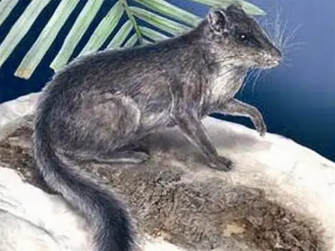 Cách Nấu Thịt Sóc Ngon: Công Thức Đậm Đà Hấp Dẫn