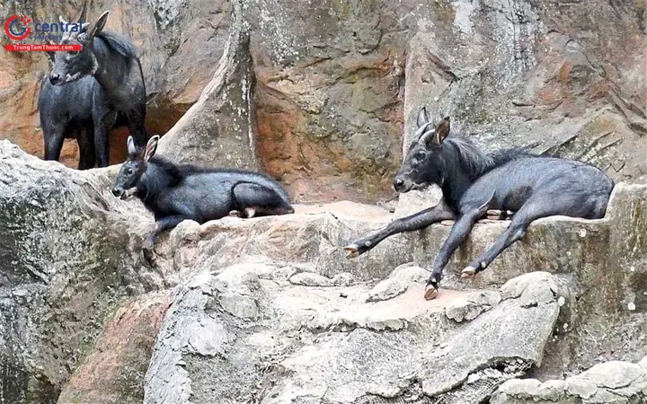 Cách Nấu Thịt Sơn Dương Đơn Giản, Đậm Vị Gần Gũi