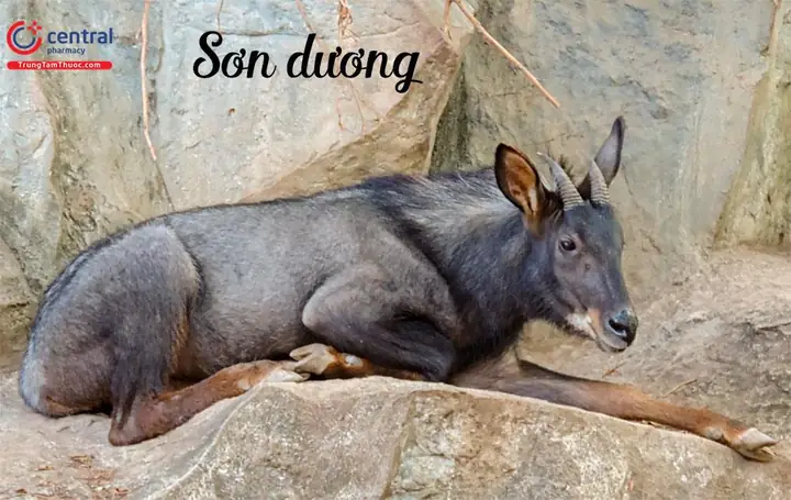 Cách Nấu Thịt Sơn Dương Đơn Giản, Đậm Vị Gần Gũi