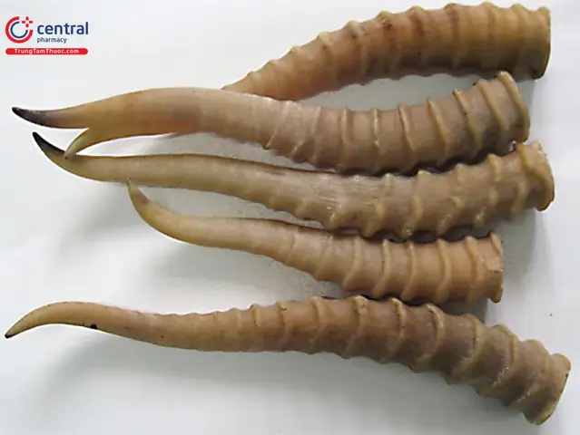 Cách Nấu Thịt Sơn Dương Đơn Giản, Đậm Vị Gần Gũi