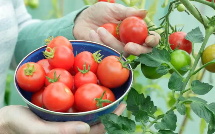 cách nấu thịt sốt cà chua