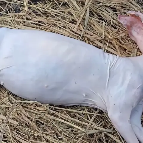 Cách Nấu Thịt Thỏ Rượu Mận Ngon Đậm Đà Chuẩn Vị Tại Nhà