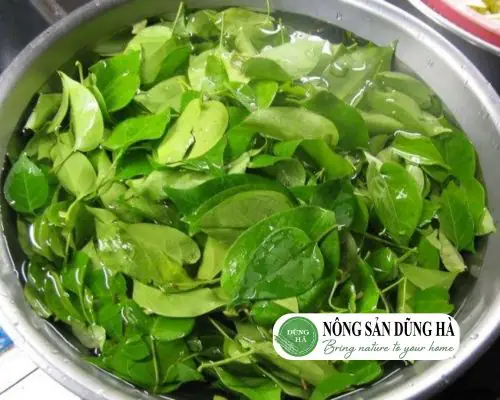 cách nấu thịt trâu lá lồm cách nấu thịt trâu lá lồm