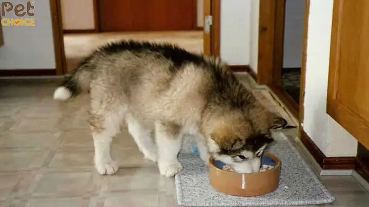 Cách Nấu Thức Ăn Cho Chó: Hướng Dẫn Chi Tiết Từ A-Z