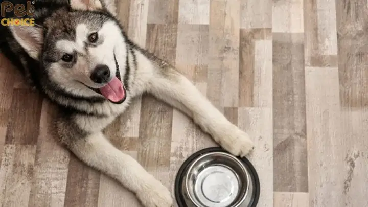 Hướng Dẫn Nấu Thức Ăn Cho Chó Alaska Khỏe Mạnh Toàn Diện Hướng Dẫn Nấu Thức Ăn Cho Chó Alaska Khỏe Mạnh Toàn Diện