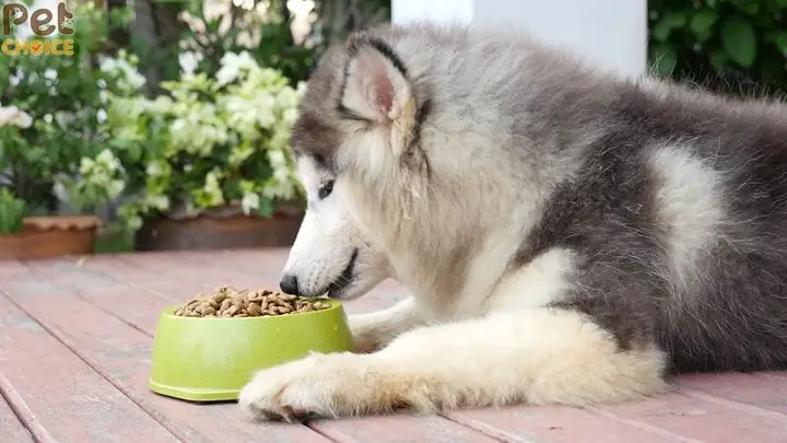 Hướng Dẫn Nấu Thức Ăn Cho Chó Alaska Khỏe Mạnh Toàn Diện Hướng Dẫn Nấu Thức Ăn Cho Chó Alaska Khỏe Mạnh Toàn Diện