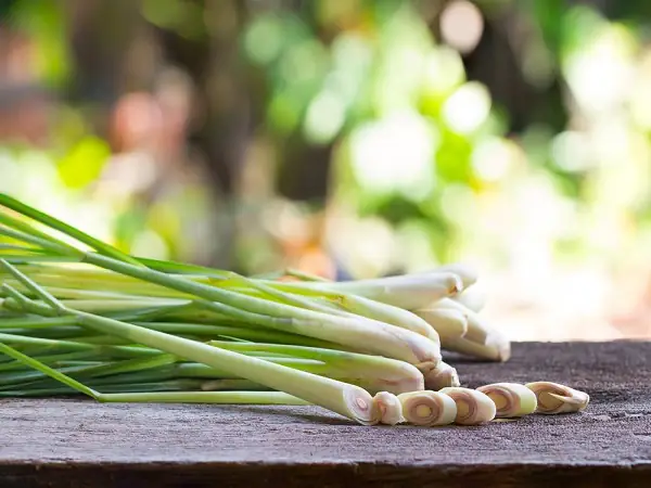 cách nấu tinh dầu sả