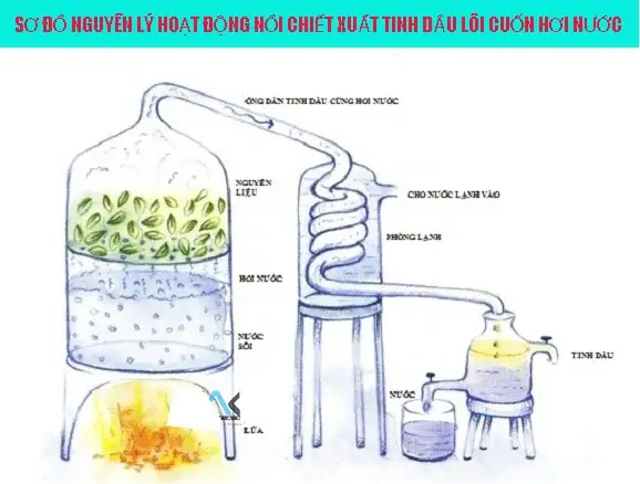 Cách Nấu Tinh Dầu Xá Xị Tại Nhà: Hướng Dẫn Chi Tiết Cách Nấu Tinh Dầu Xá Xị Tại Nhà: Hướng Dẫn Chi Tiết