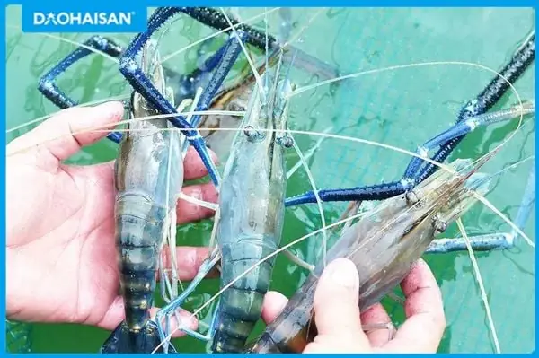 Cách Nấu Tôm Càng Xanh Ngon, Chuẩn Vị, Dễ Làm Tại Nhà