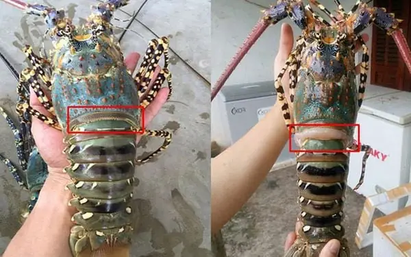 Cách Nấu Tôm Hùm Sốt Bơ Tỏi Thơm Ngon Chuẩn Vị Tại Nhà