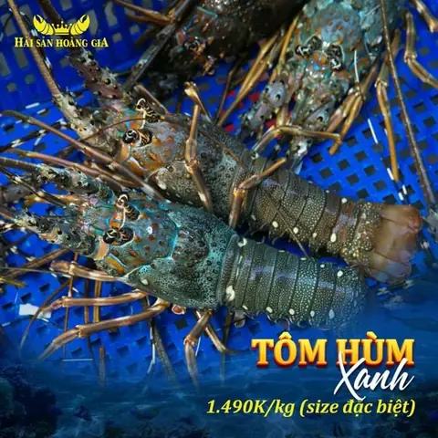 1.Tôm Hùm Xanh có gì đặc biệt?