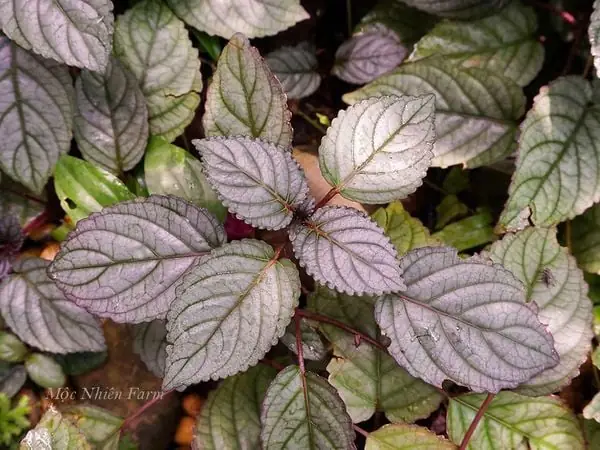 Cách Nấu Trà Dr Thanh Thơm Ngon Giải Khát Tại Nhà