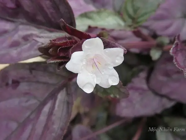 Cách Nấu Trà Dr Thanh Thơm Ngon Giải Khát Tại Nhà