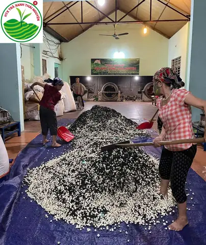 Hướng dẫn cách nấu trà xanh Không Độ tại nhà chuẩn vị