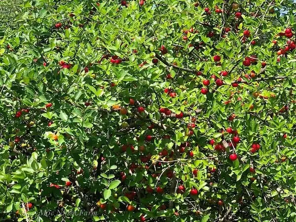 Hướng Dẫn Tận Tường Cách Nấu Trái Cây Sơ Ri Thơm Ngon Tuyệt Hảo