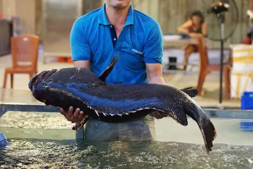 Cách Nấu Trai Với Chuối Xanh: Công Thức Chuẩn Vị Gia Đình