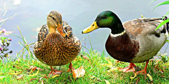 Hướng Dẫn Chi Tiết Cách Nấu Vịt Không Hôi, Thơm Ngon Chuẩn Vị Hướng Dẫn Chi Tiết Cách Nấu Vịt Không Hôi, Thơm Ngon Chuẩn Vị