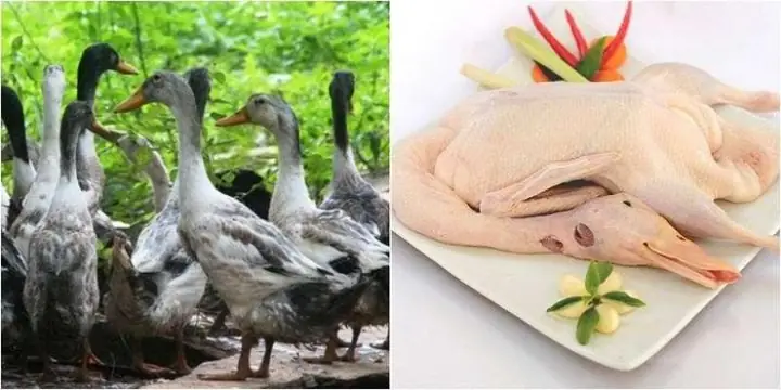 Hướng Dẫn Cách Nấu Vịt Nấu Chao Miền Bắc Ngon Chuẩn Vị Hướng Dẫn Cách Nấu Vịt Nấu Chao Miền Bắc Ngon Chuẩn Vị