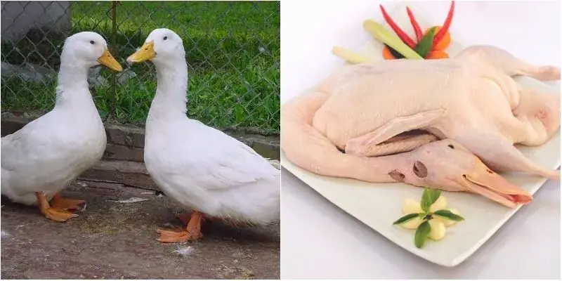 cách nấu vịt nấu chao miền tây cách nấu vịt nấu chao miền tây