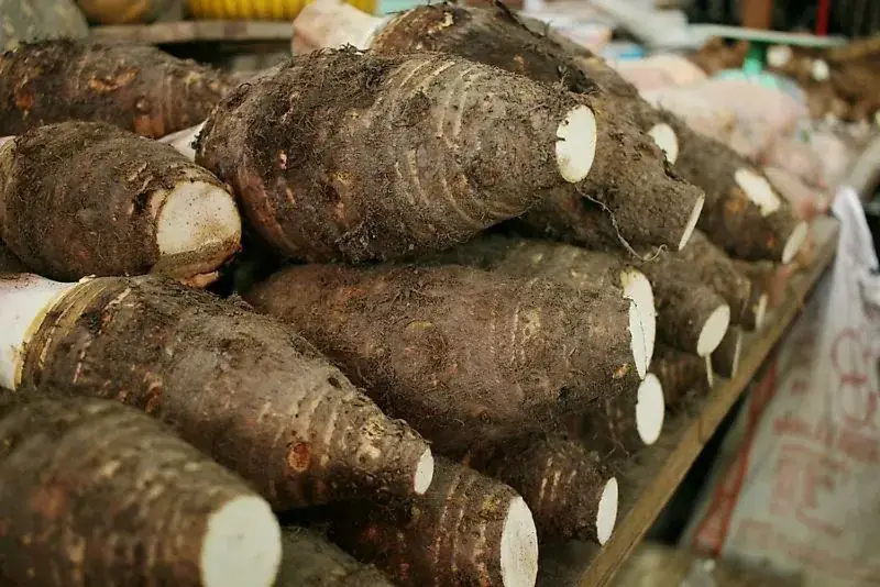 cách nấu vịt nấu chao miền tây cách nấu vịt nấu chao miền tây