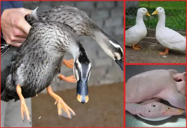 Cách nấu Vịt Rang Riềng đậm đà, thơm ngon chuẩn vị