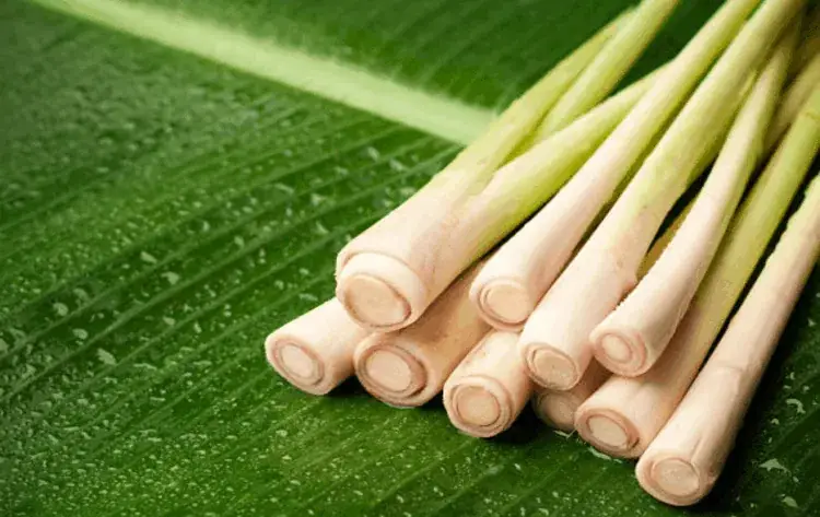 cách nấu vỏ bưởi gội đầu cách nấu vỏ bưởi gội đầu