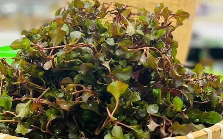 Hướng Dẫn Cách Nấu Xà Lách Xoong Nhật Giòn Ngon, Đậm Đà