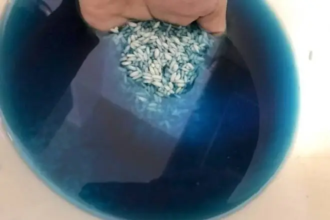 Cách Nấu Xôi Bắp Bào Dẻo Thơm Chuẩn Vị Tại Nhà Đơn Giản Cách Nấu Xôi Bắp Bào Dẻo Thơm Chuẩn Vị Tại Nhà Đơn Giản