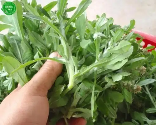 Tìm hiểu về lá khúc