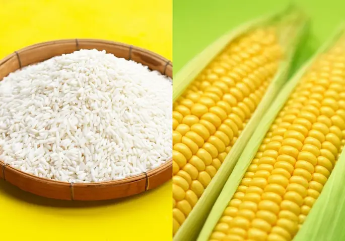 Cách Nấu Xôi Ngô Hộp Thơm Ngon, Dẻo Mịn Đơn Giản Tại Nhà